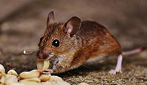 24 Hour & Emergency Exterminators in Bretton Woods, NH